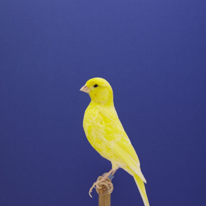 printsalesgallery-thephotographers-gallery-luke-stephenson-canary-9-2014